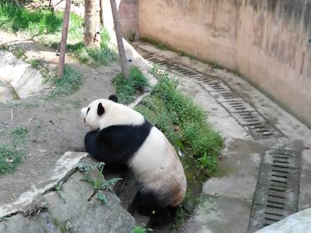 chengdu panda 2