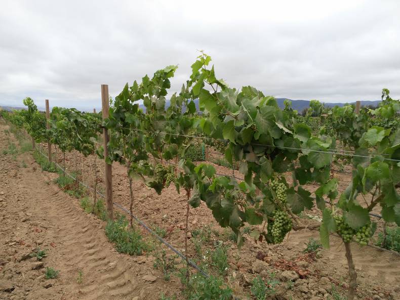 Wine plantation