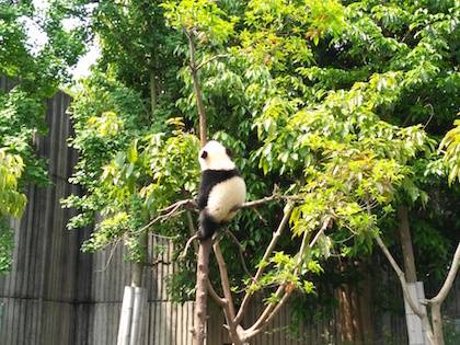 chengdu panda 4