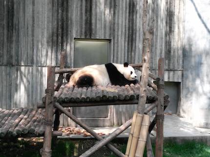chengdu panda 1